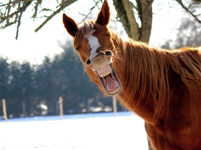 Ein lächelndes Pferd im Schnee.